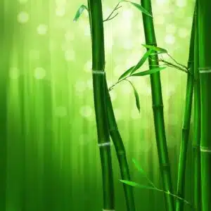 La fougère et le bambou: conte oriental sur la résilience